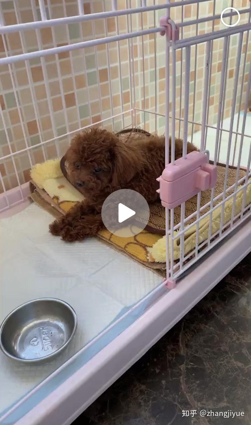 粑粑麻麻哥哥永远爱你熊