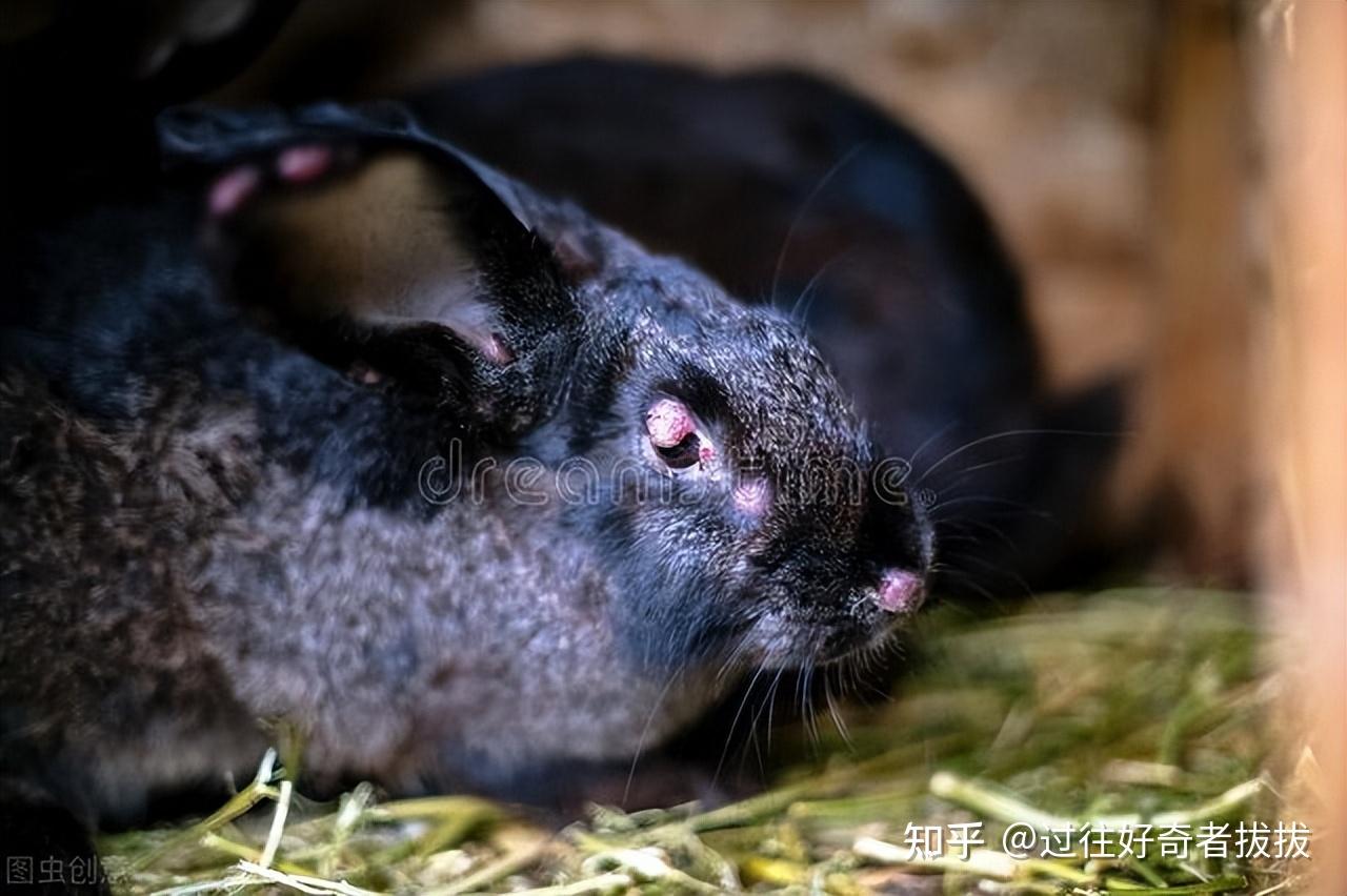 感染粘液瘤病毒的兔子澳大利亚的生态终于可以喘一口气了,穴兔数量
