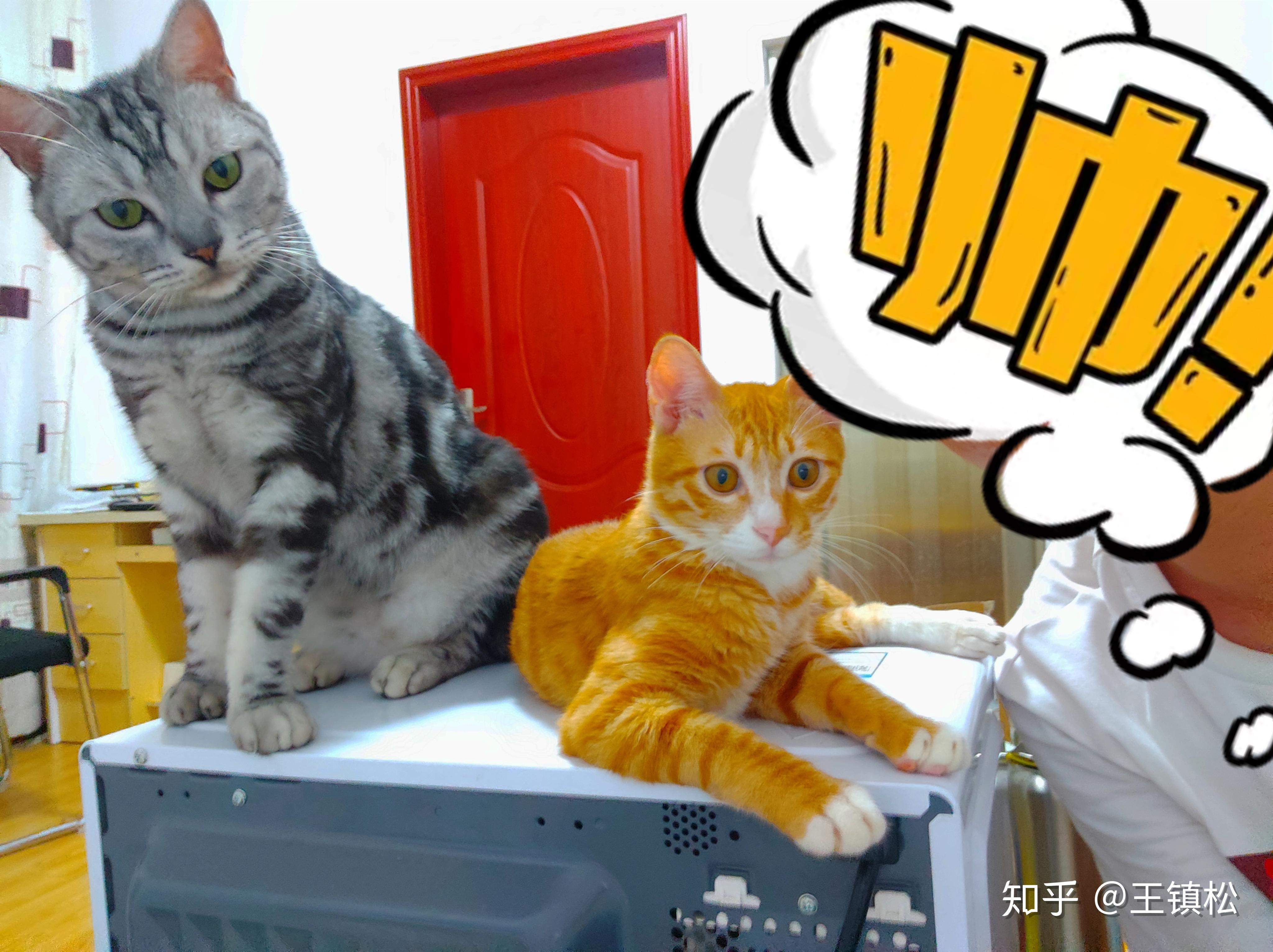 两只猫打架,小灰猫和小黄猫,争吵,壁纸_动物壁纸_墨鱼部落格