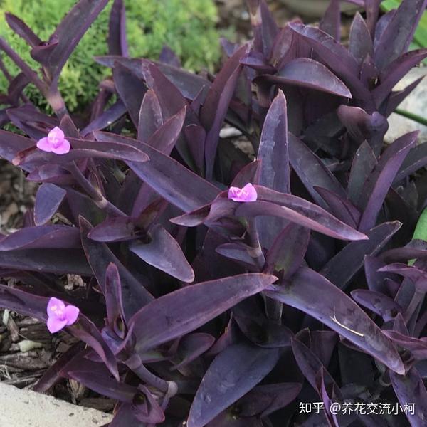 吊竹梅被归类为紫露草属 养得好还可以开花 附紫露草品种 知乎