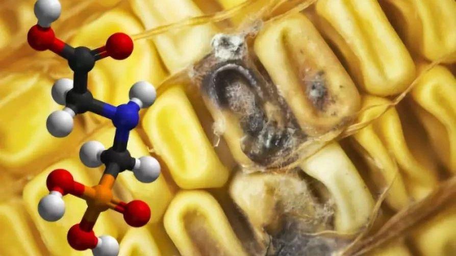 研究前沿 | 霉菌毒素会影响动物的肠道健康吗?