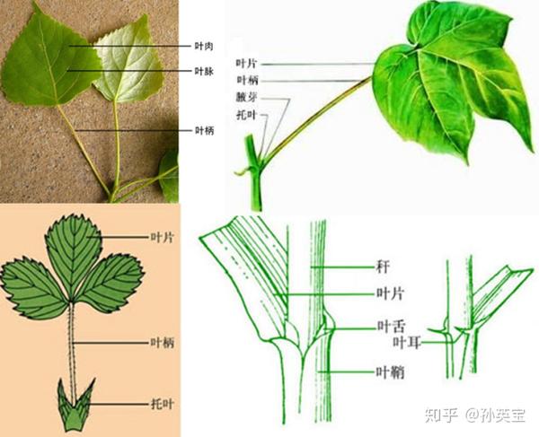 植物科学绘画之叶的科学绘画方法