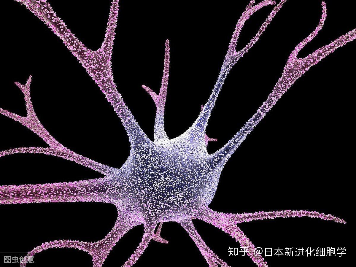 医生说,一般情况下,施用树突状细胞后,体