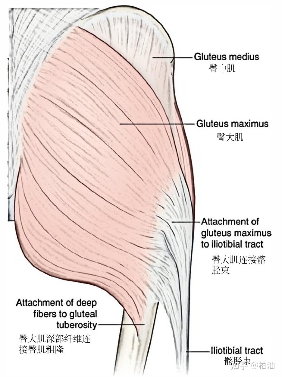 臀大肌位于骨盆和髋关节后方,是人体最大最厚的肌肉,有多个附着点