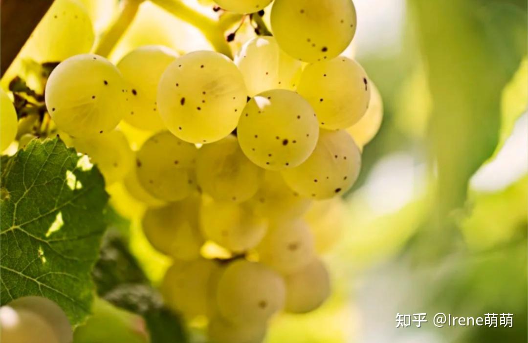 雷司令的第587个生日,带你走进顶尖产区! - 知乎