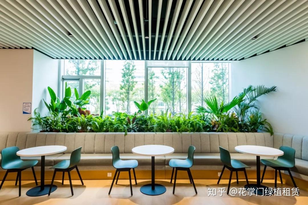 办公绿植怎么摆？这里有一份超全攻略！ - 知乎