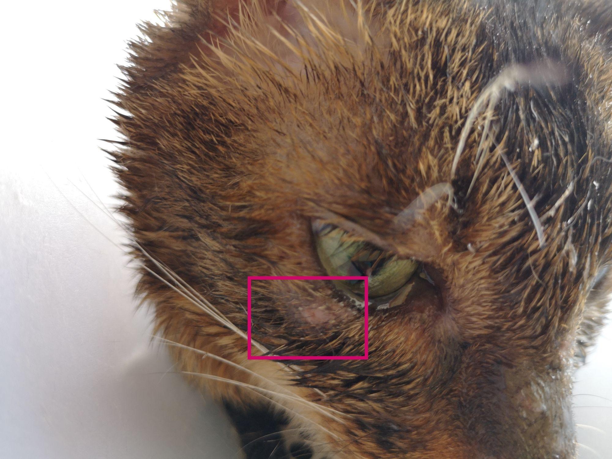 猫咪球虫病症状图片图片