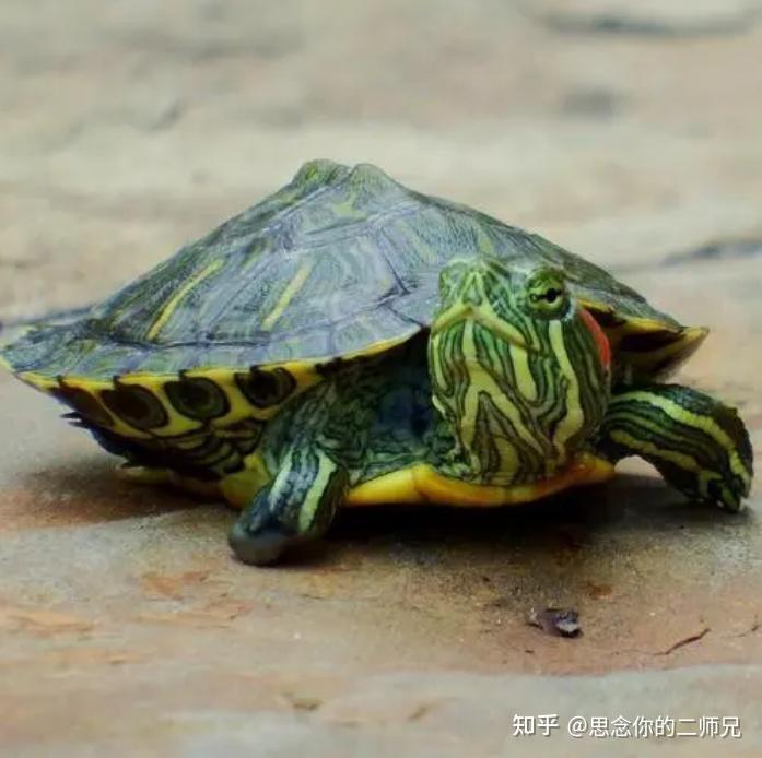 戴“绿帽”是怎么来的 - 知乎