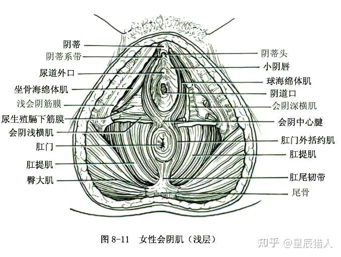 女性生殖系统解剖图(建议收藏) - 知乎