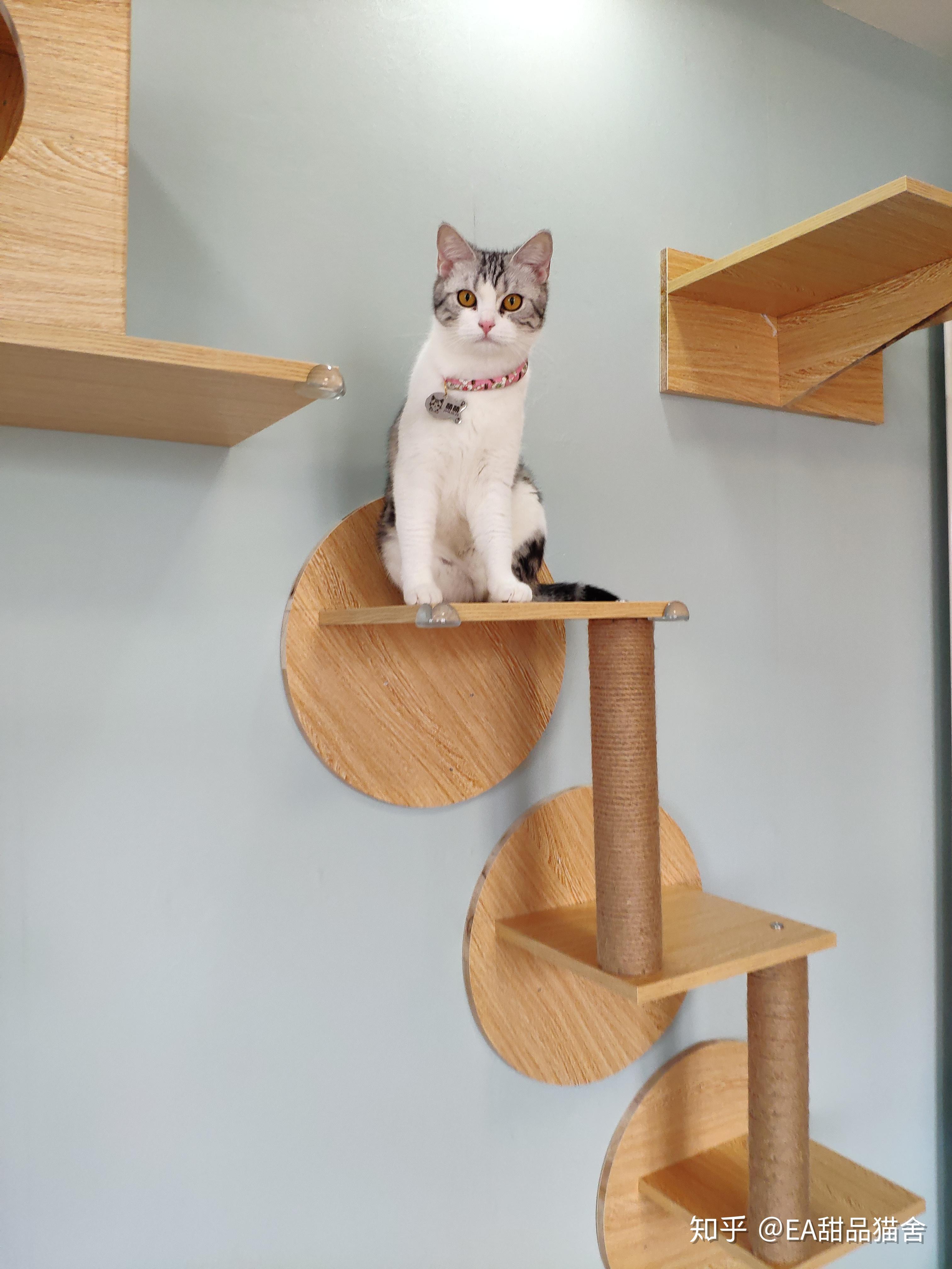 养猫七七八八的坑,新手养猫指南(2) - 知乎