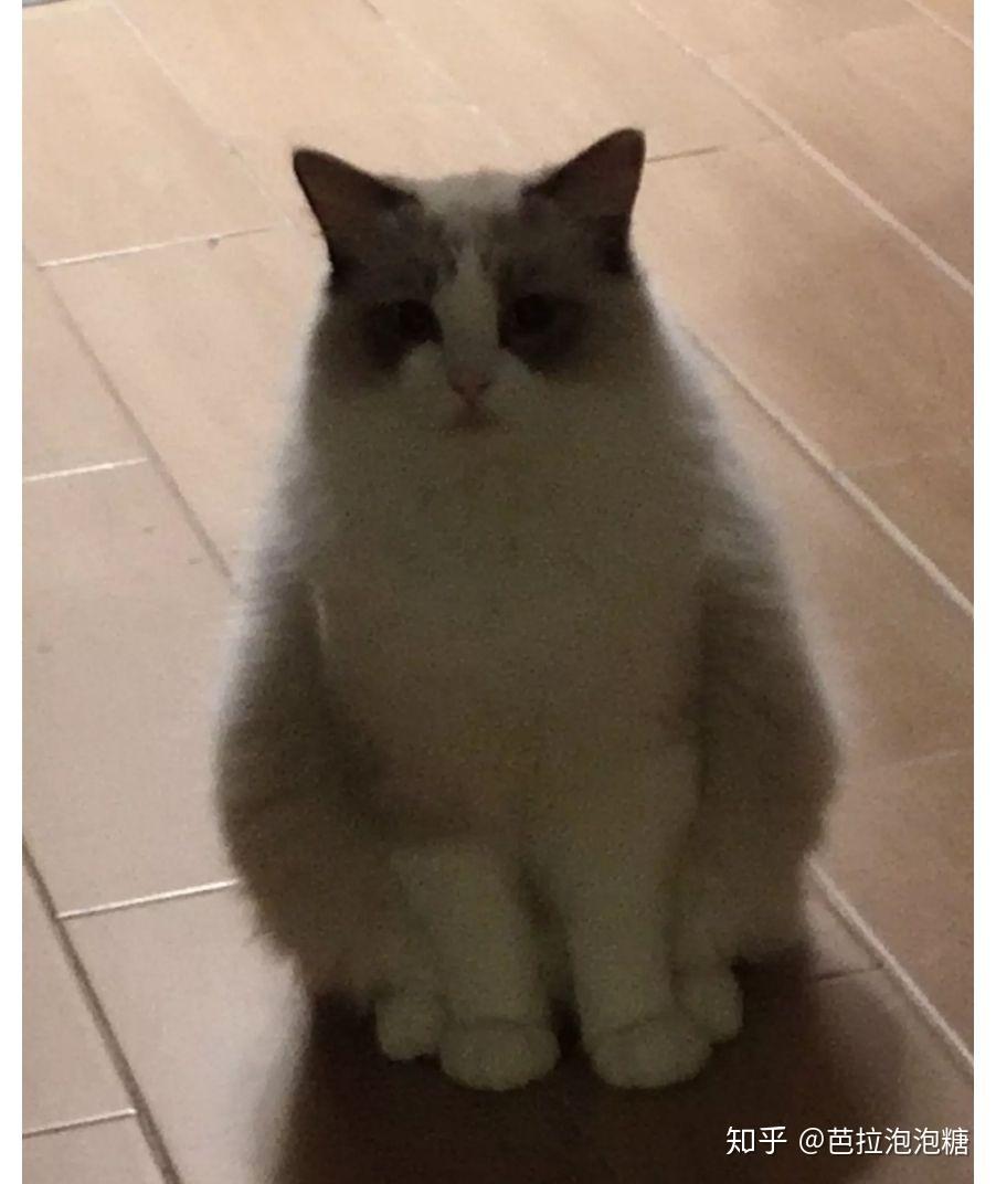 为什么有的猫没有尴尬期 v2-d4575ba5ffe172489d90bf6b33965e43_r.jpg