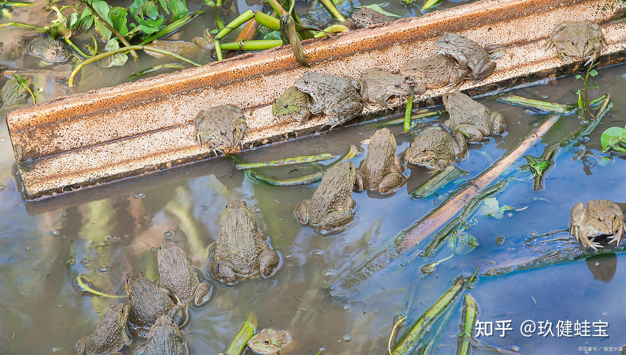 汕头市生态环境局赴澄海区开展牛蛙养殖综合整治督导帮扶工作-国际环保在线