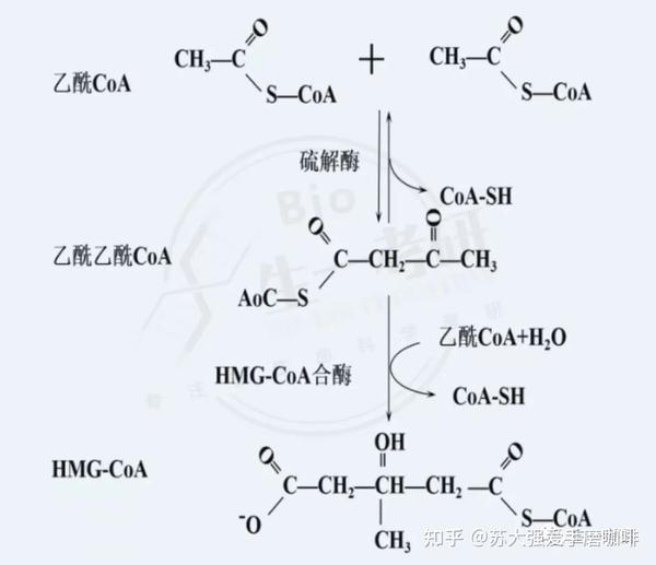 生物化学思维导图-脂质代谢 - 知乎