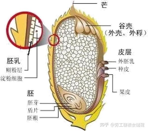 稻谷籽粒的形态与结构 - 知乎