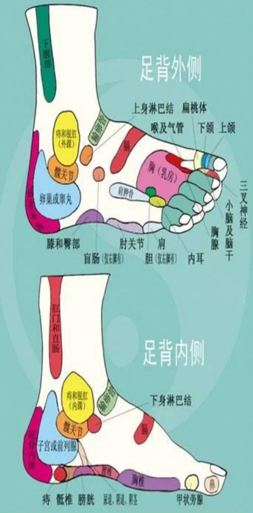 这三个脏器所对应的反射区