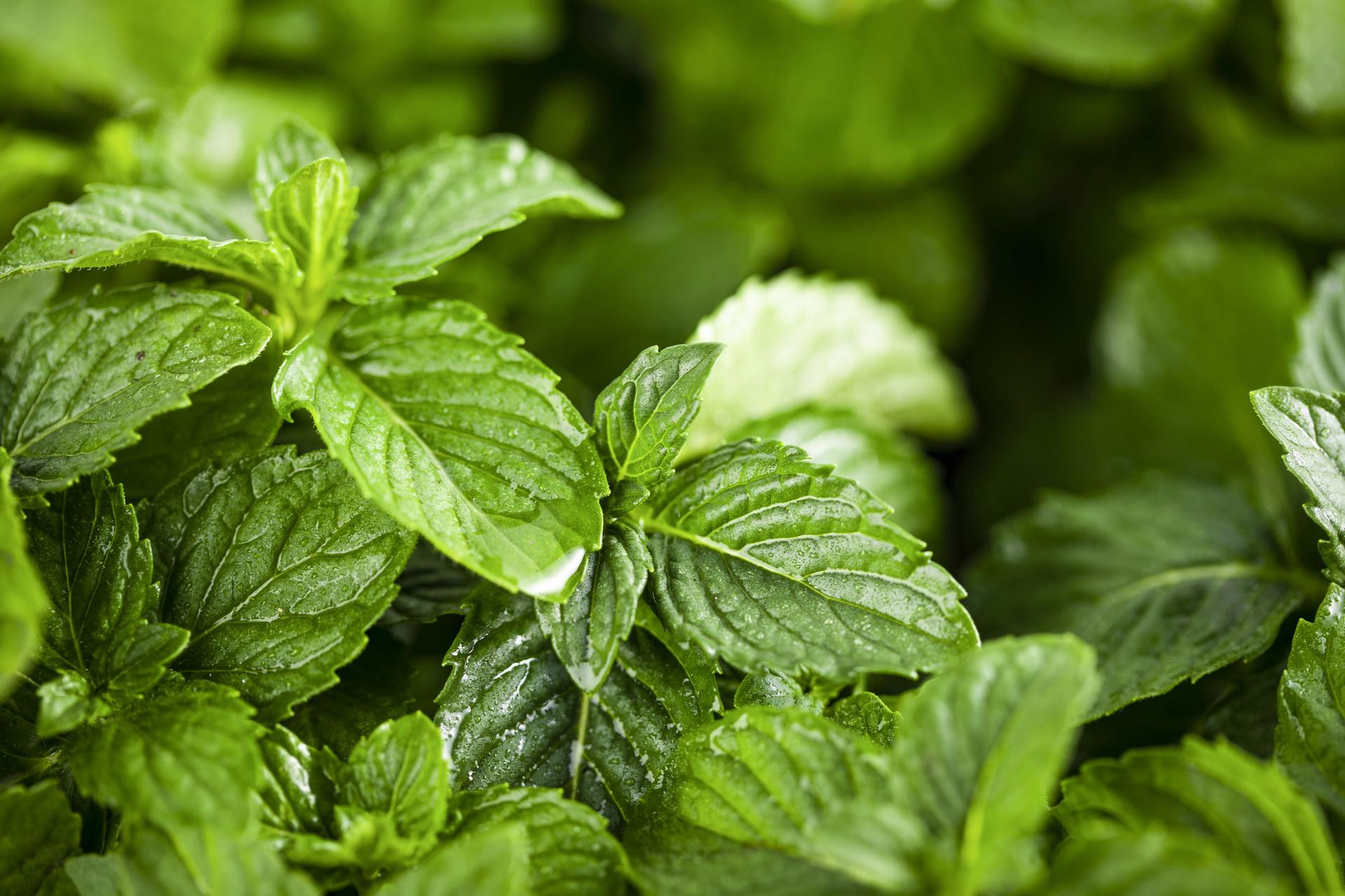 驱蚊的复方配方柠檬草,薄荷,尤加利,迷迭香,天竺葵及薰衣草.