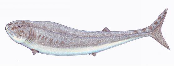 (orodus鲨鱼)海百合是石炭纪出现的新生物,它们属于棘皮动物.