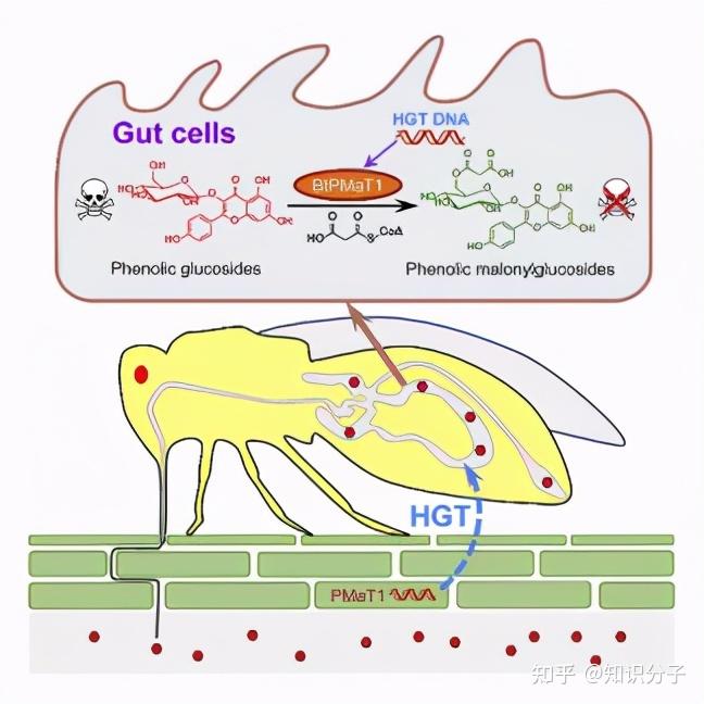 烟粉虱是一个物种复合体,包含30个以上形态上无法区分的物种.