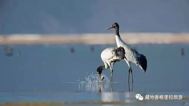 香格里拉10大必游景点“老司机”都去过,你走过几个?-香格里拉必看景点