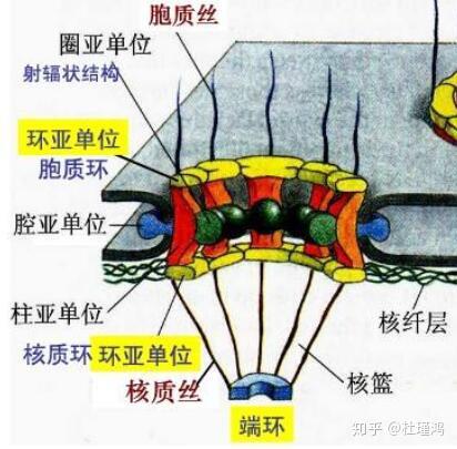 核孔结构示意图图源:网络