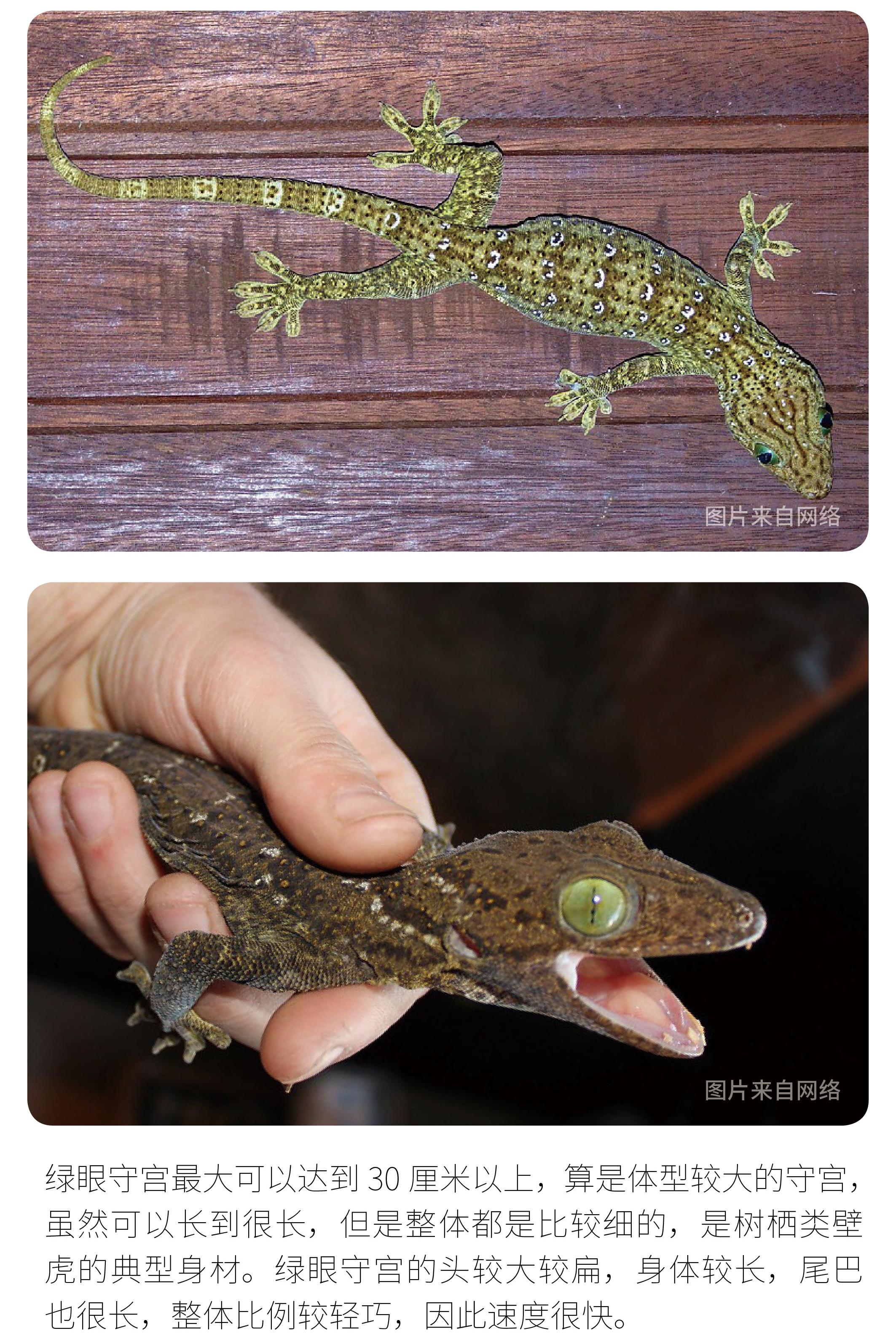 物种小谈┃绿眼守宫