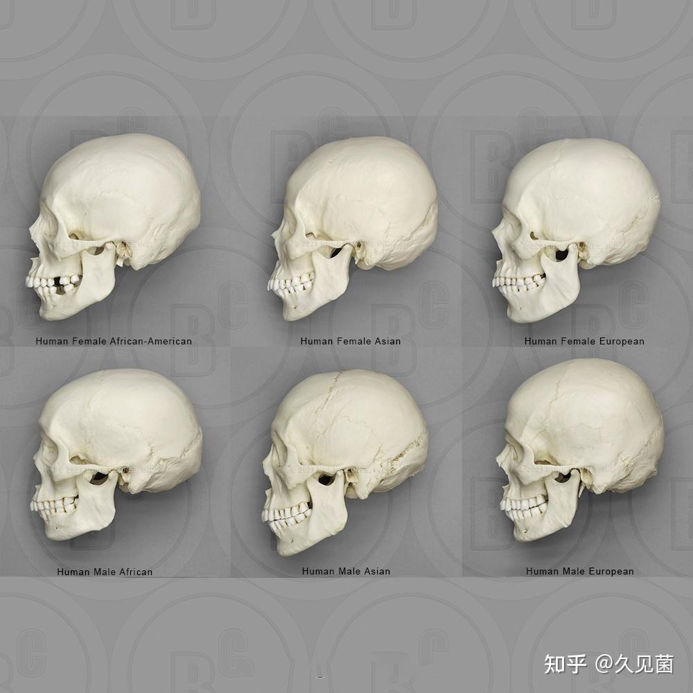 还有一个问题就是,相比较于欧美人种来说,中国人真正的颅骨要更宽,更