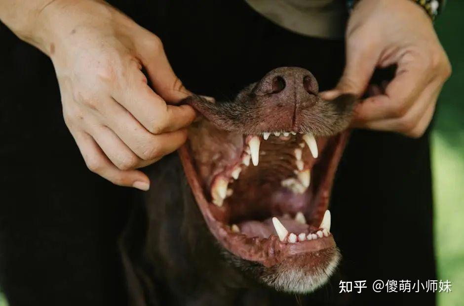 狗狗咬人？你可能在不经意间做了这几个动作！ - 知乎