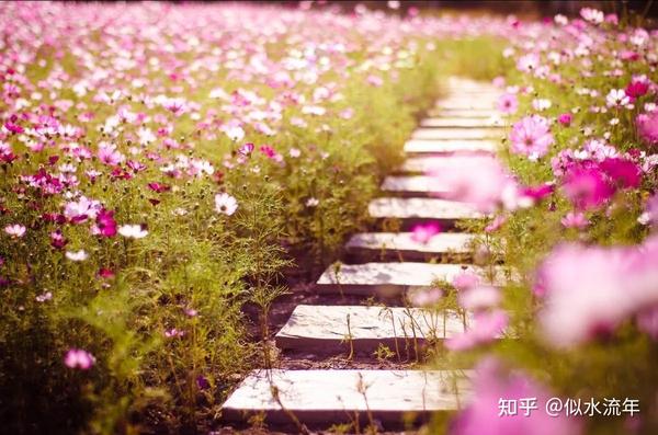 让花成花，让树成树，从此山水一程，不相逢， 愿来生，不见，不欠，不念。 - 知乎
