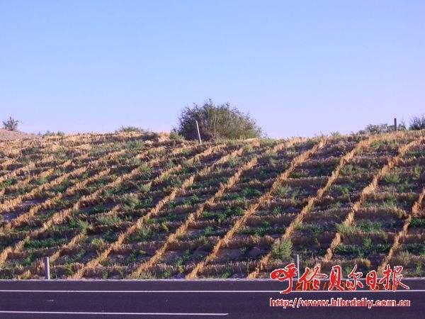 前面这3种防风固沙的措施一般使用在沙丘迎风坡上,在迎风坡面固住松散