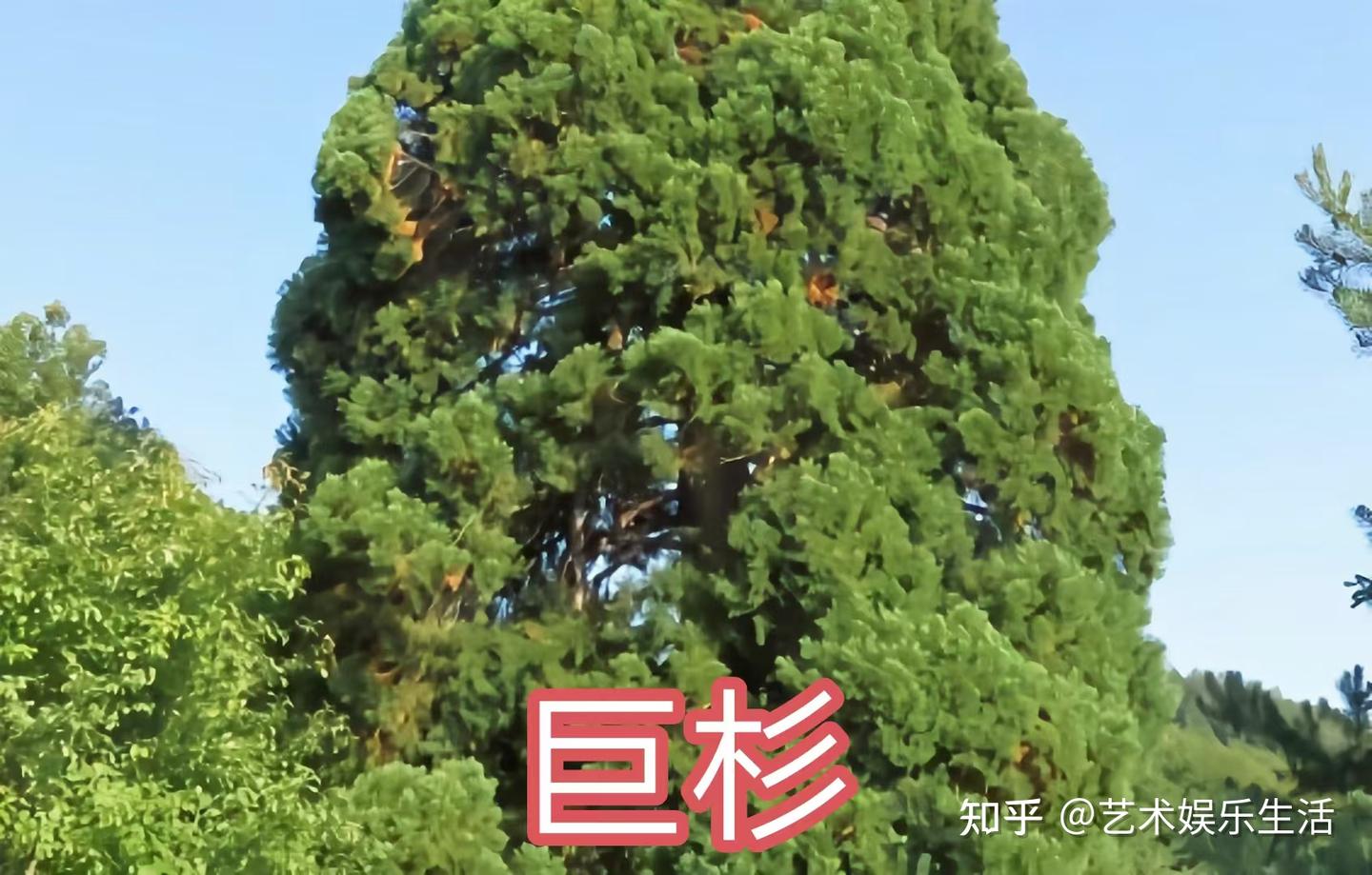 12种杉科植物,典型代表是116米高的北美红杉和5000多岁的巨杉 - 知乎