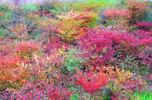 南天竹盆景的造型鉴赏以及四季管理 知乎