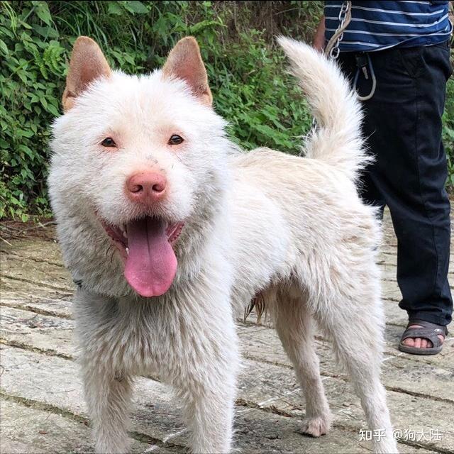 养一只“土狗”有什么好处？忠诚又懂事，养了真香 - 知乎