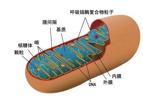 线粒体膜结构图片