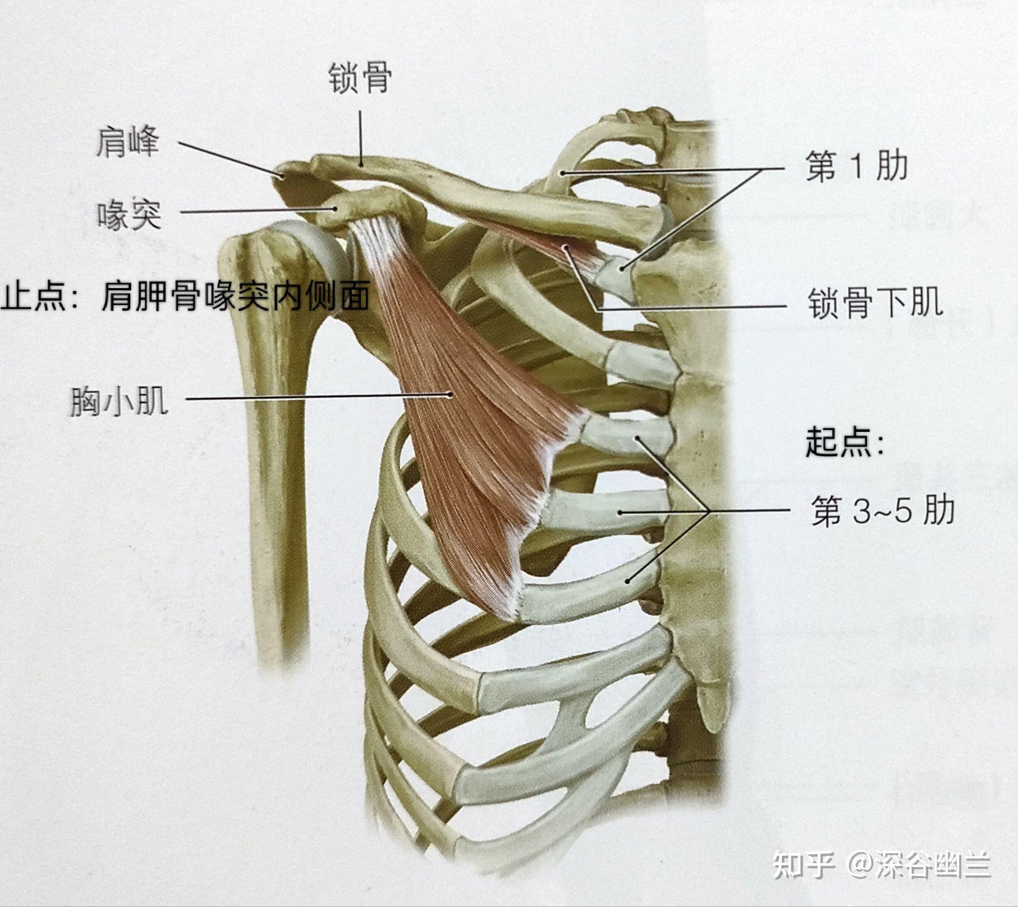 肌筋膜经线之功能线