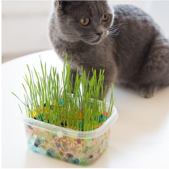 猫草是什么猫草怎么种猫草的作用top猫草推荐