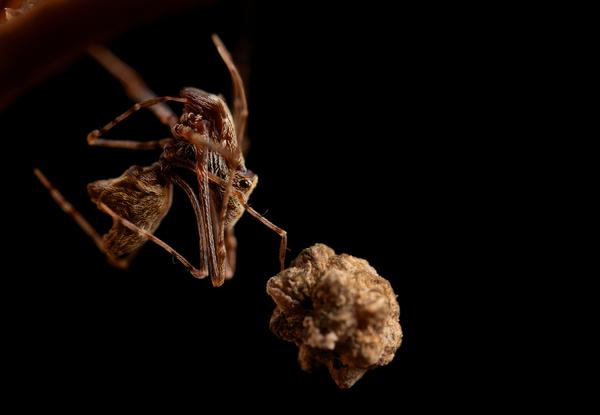 相煎何太急 二 古蛛科 知乎