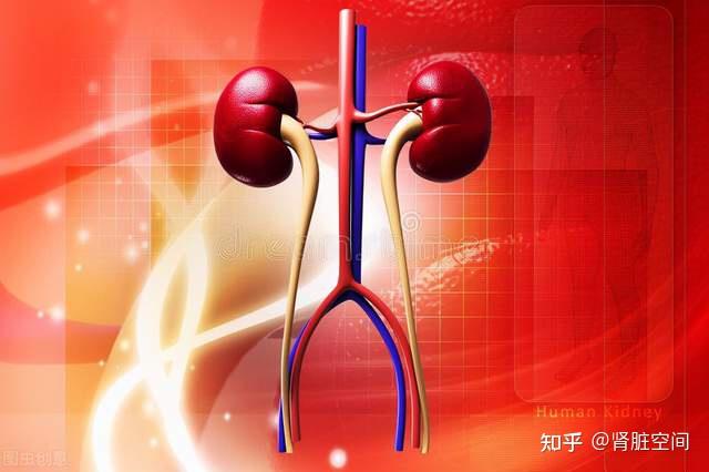 透析3个月,导致肾功能减半:透析为何会伤害肾脏?