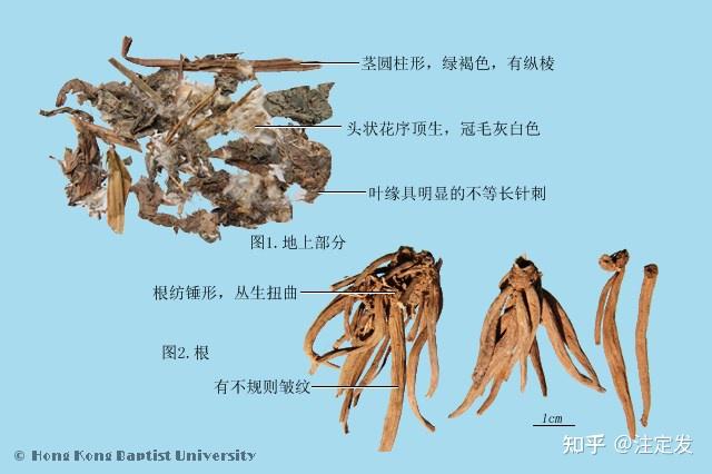 中药学——大蓟——止血凉血、祛瘀消肿。主治吐血,衄血,尿血,血淋,血崩,带下,肠风,肠痈,痈疡肿毒,疔疮。 - 知乎