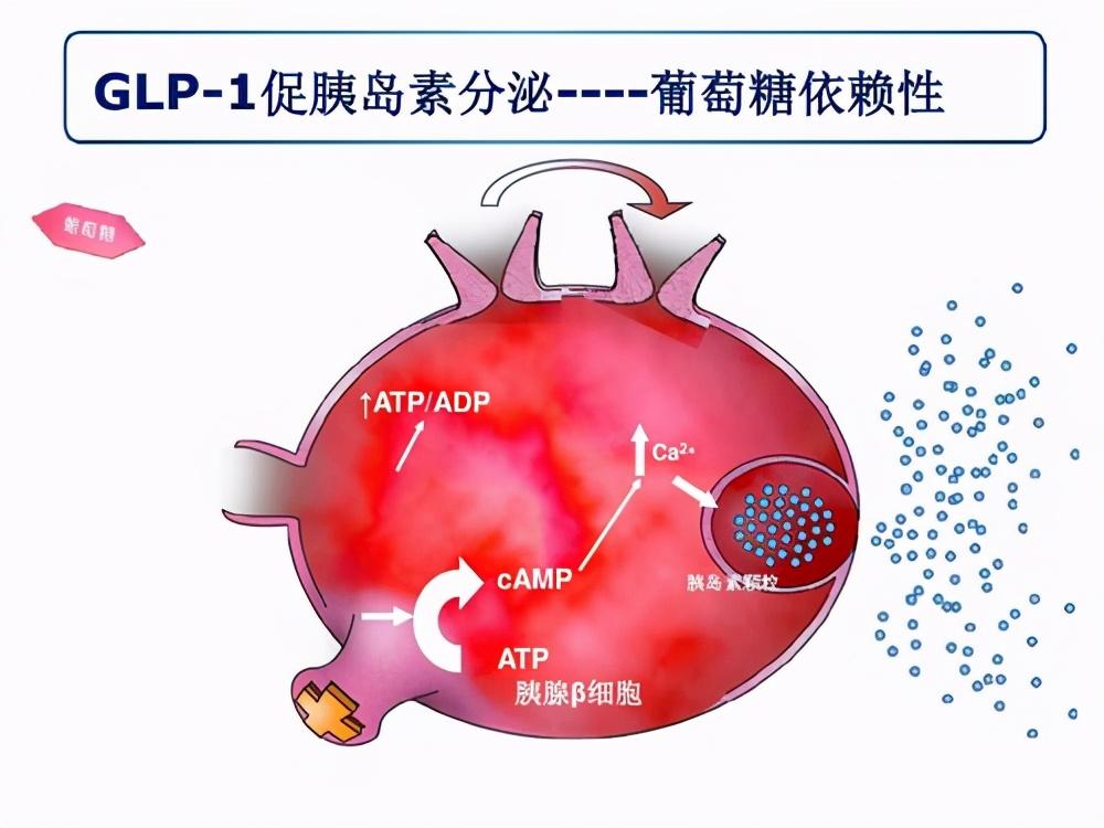 因此,glp-1受体激动剂能刺激患者体内胰岛素分泌,同时还抑制胰高血糖