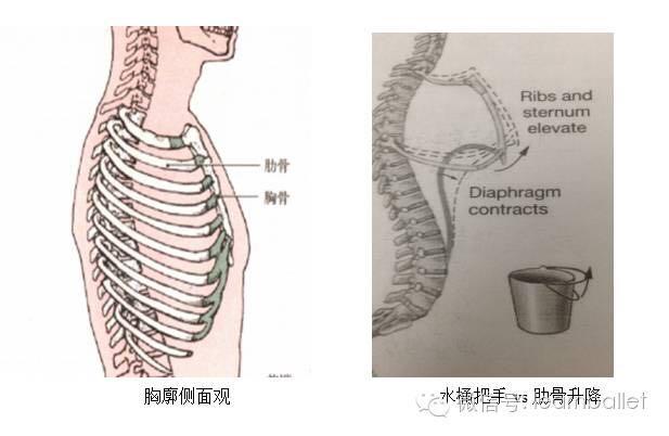 呼吸必须以改变胸廓的体积为基础.体积等于长乘以宽乘以高.