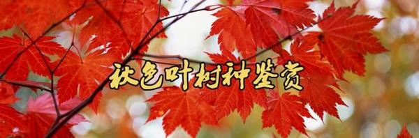 無料配達 紅葉樹 玉木 蒔 ストーブ/コンロ - softwareskills.eu