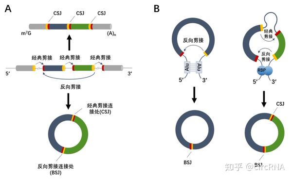 环状RNA从无名之辈成为“顶流”?深度解读环状RNA的前世今生与未来 - 知乎