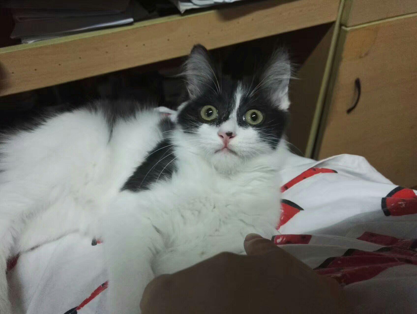 为什么奶牛猫有喵界神经病之称?