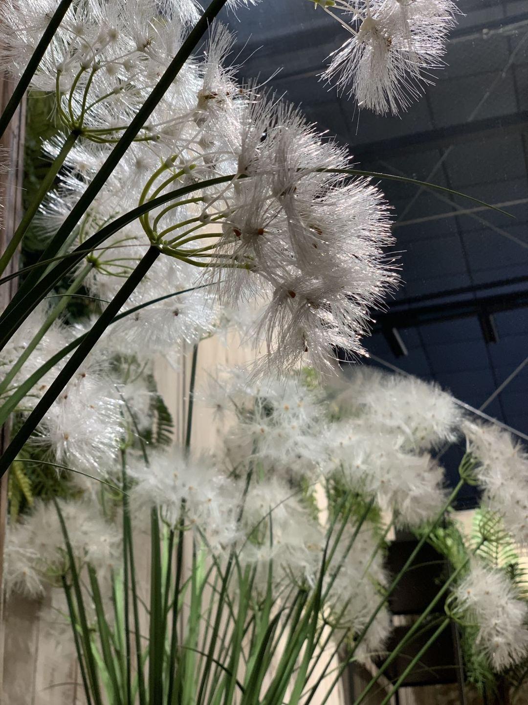 蒲公英象征着什么意义- 知乎