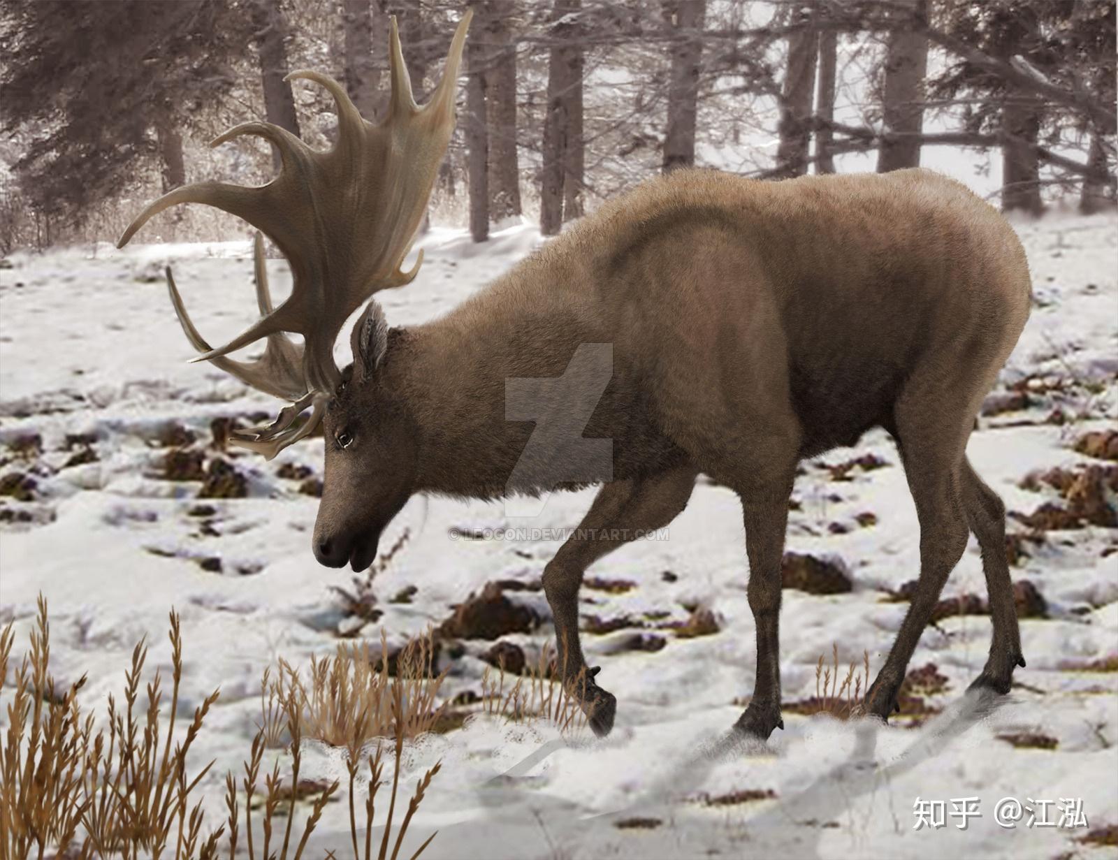 史前巨鹿头顶4米大角竟然是撩妹神器