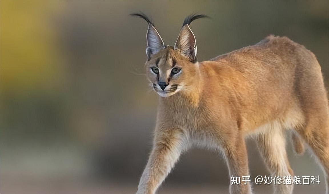 这6种猫已被“禁养”,养了就是违法,别不知道! - 知乎