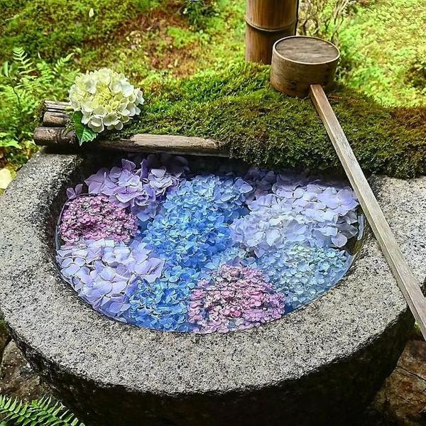 松巴版权音乐 又到紫阳花开时 知乎