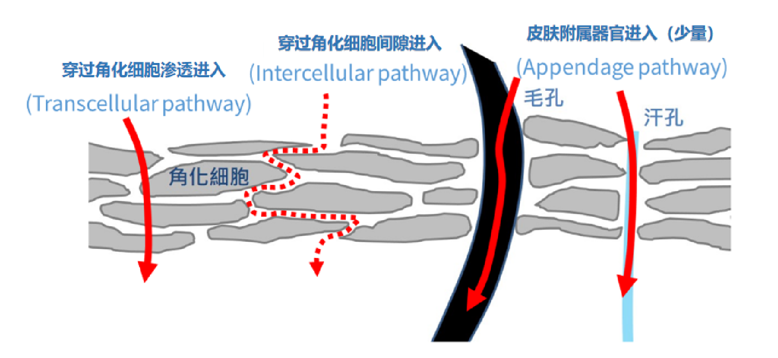 穿过细胞膜进入3,通过汗腺毛孔等皮肤附属器官进入化妆品透皮吸收的