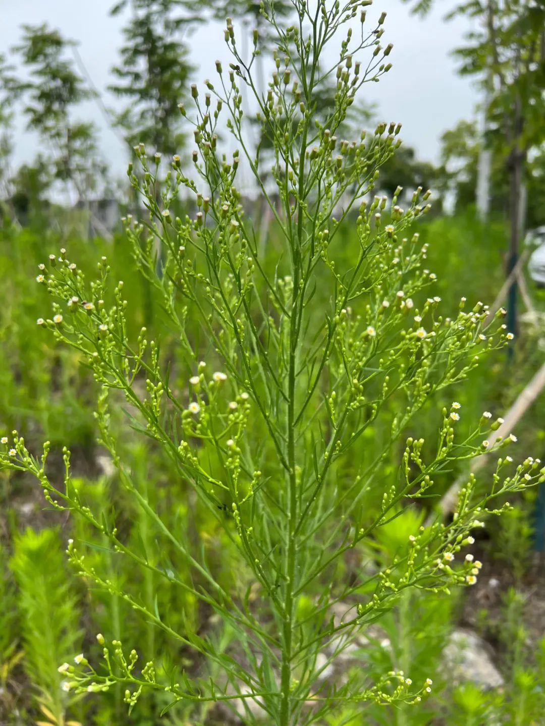 和小飞蓬有啥区别?