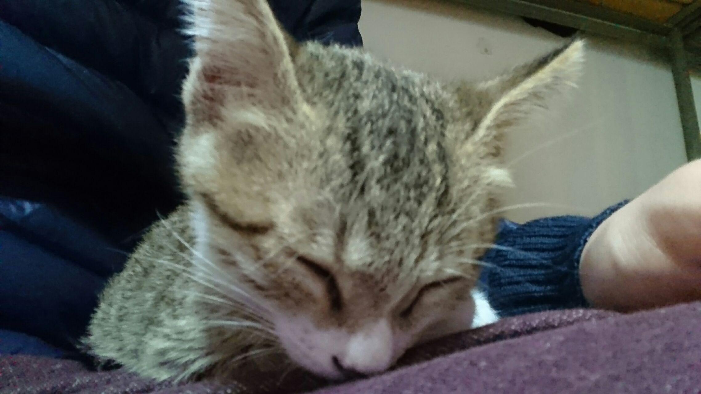 和猫一起睡觉是怎样的体验? - 小夭的回答